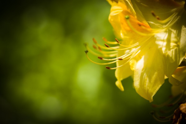 Postkarte "Rhododendronblüte"
