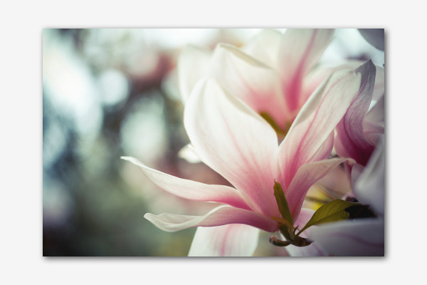 Sternmagnolie Blüte
