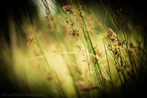 Postkarte 10x15cm "Sommerwiesentraum"