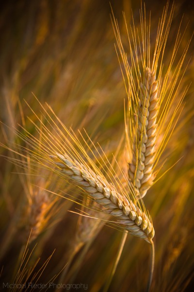 Postkarte "Gerste 2"