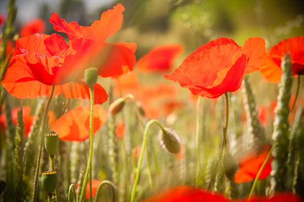 Postkarte "Mohnwiese"