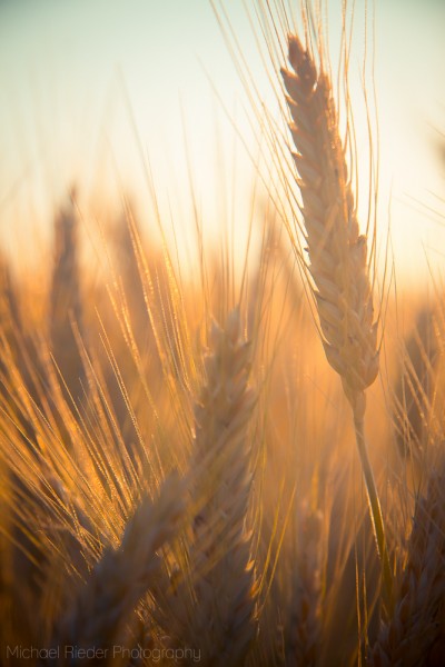 Postkarte "Gerste 3"