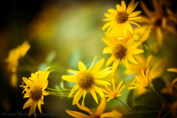 Postkarte "Blumenkranz"