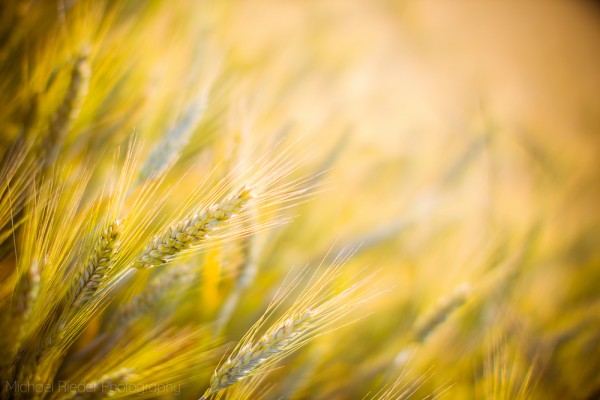 Postkarte "junges Gerstenfeld"