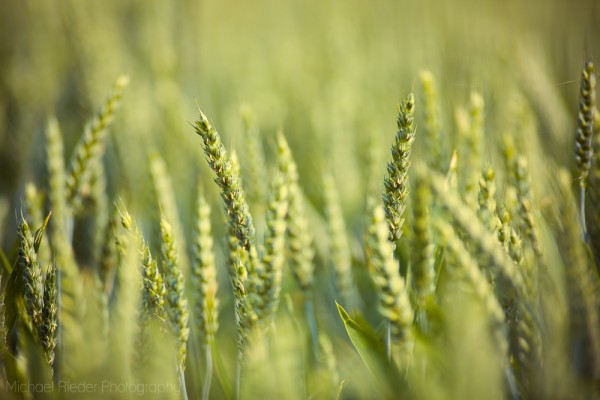 Postkarte "Weizenfeld"