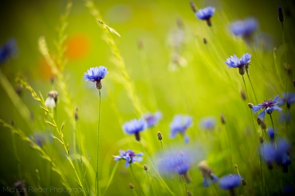 Postkarte "Kornblumen"
