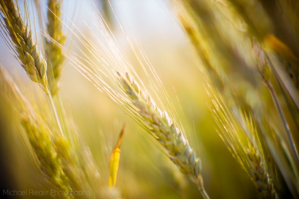 Postkarte "junge Gerste"