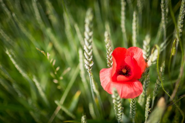 Postkarte "Mohn im Weizen"