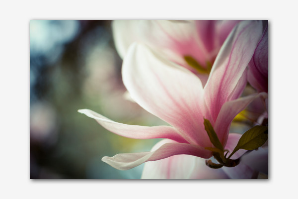 Sternmagnolie Blüte 2