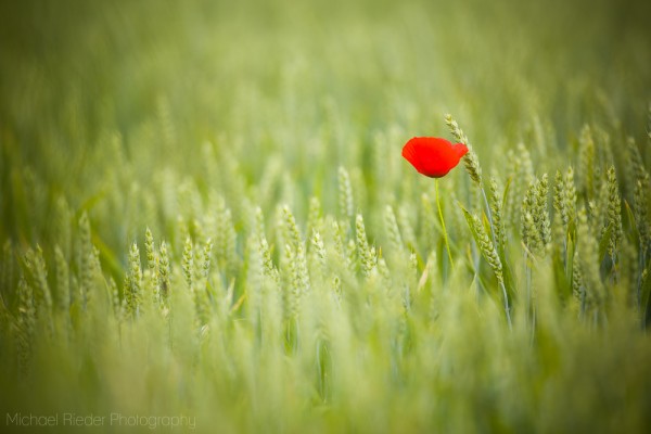 Postkarte "der Mohn"