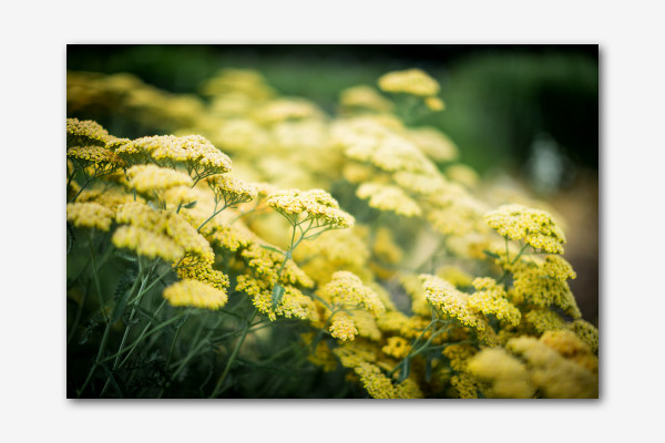 Gelb im Blumenbeet