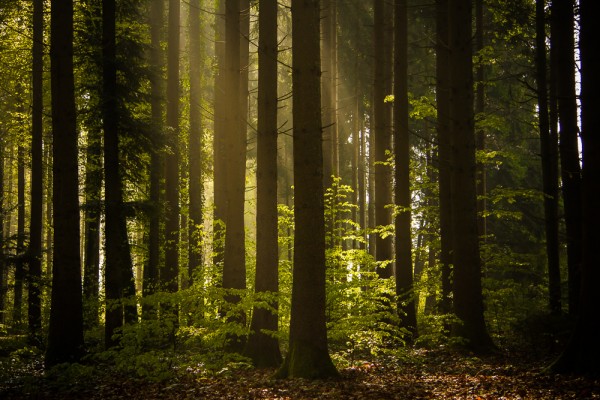 Postkarte "Waldlichter"