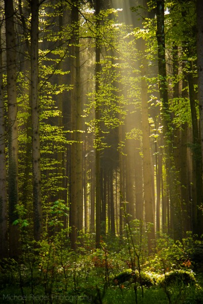 Postkarte "Wald-Lichtung"