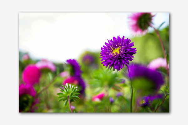 Dahlien