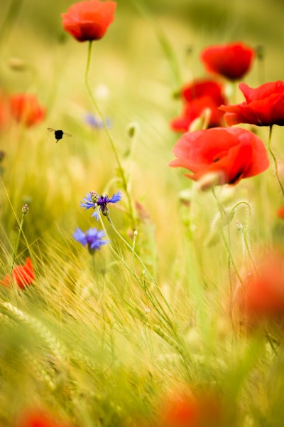 Postkarte "Kornblumen"