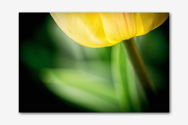 Gelbe Tulpe