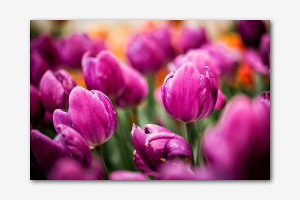 Lila Tulpen