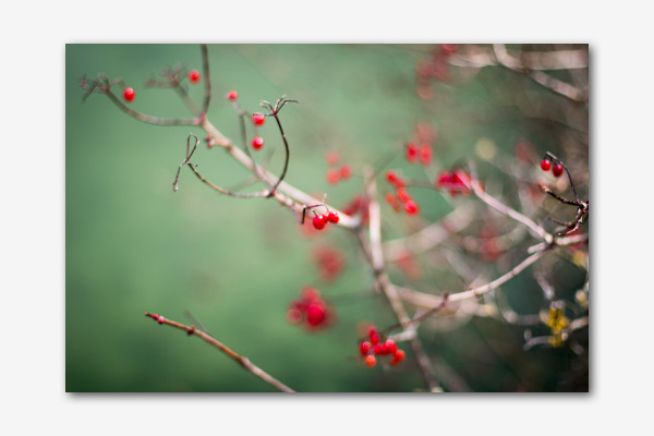 Beeren
