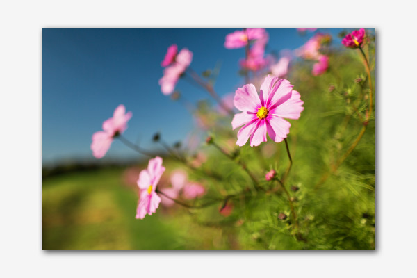 Pink im Blumenbeet