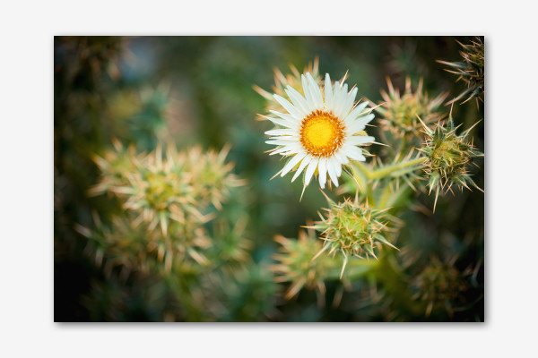 Distel mit Blüte