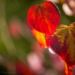 Farben des Herbst (botanischer Garten Grüningen)