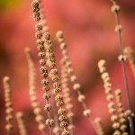 Farben des Herbst (botanischer Garten Grüningen)